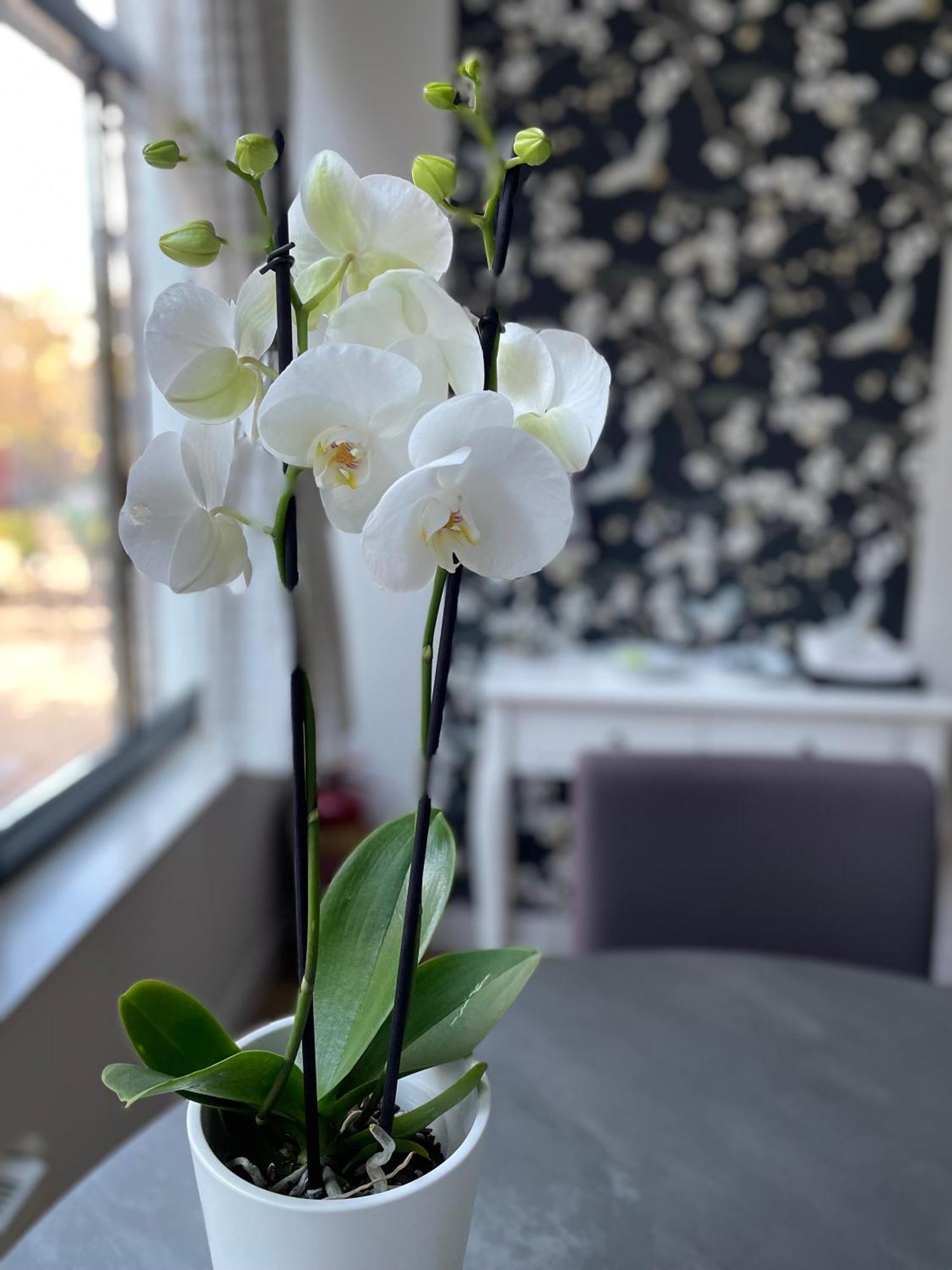 Artist House Amsterdam Hotel Екстериор снимка